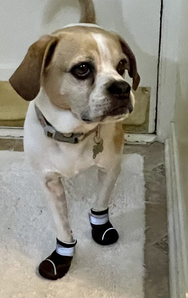 Photo Gallery Alldogboots Blog