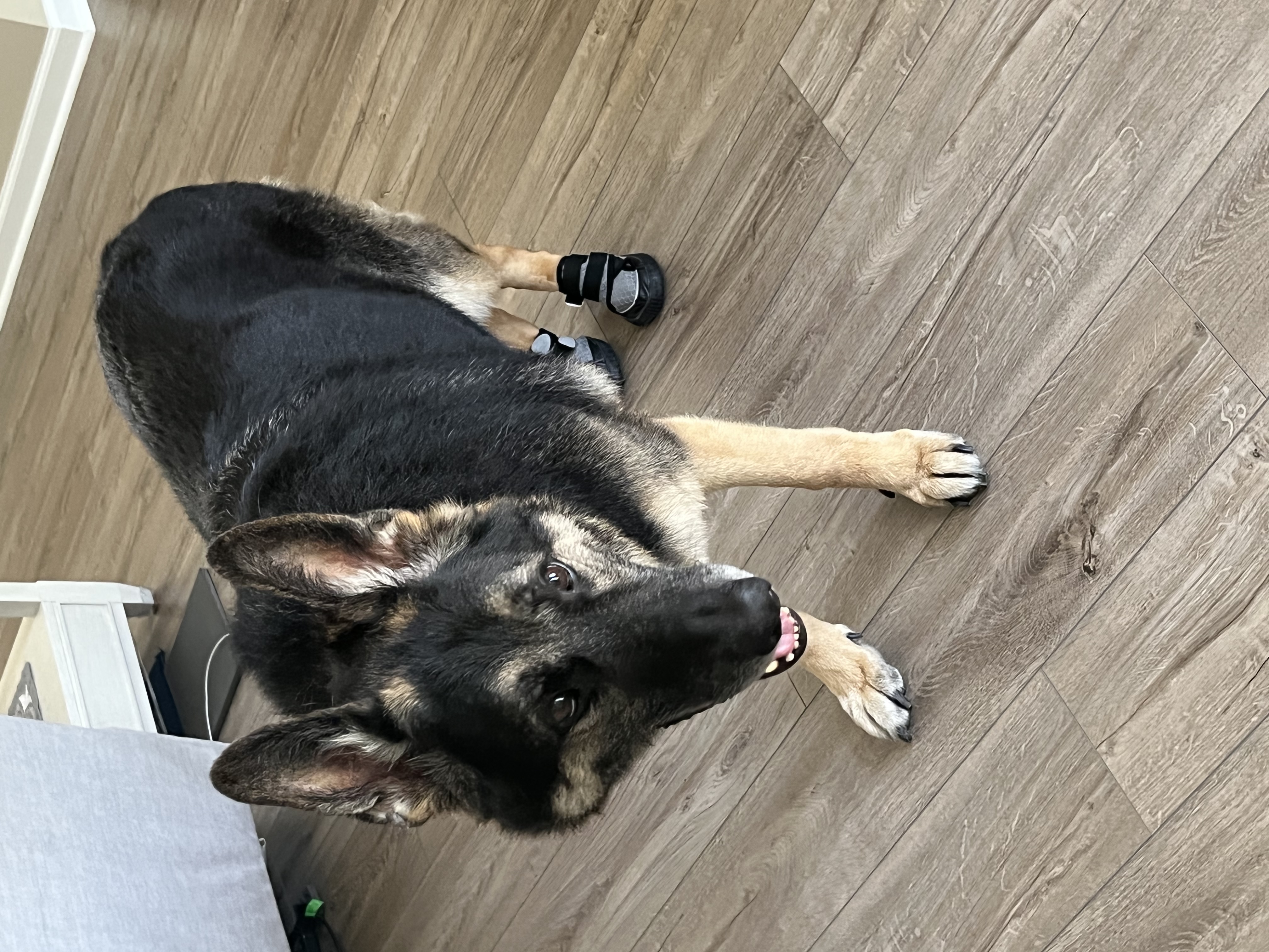 Dog wearing support boots on slippery floors