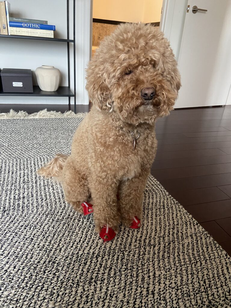 Dog wearing boots on an everyday walk