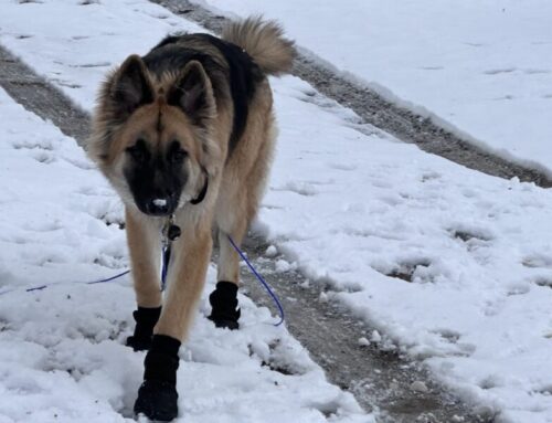 My German Shepherd Loves These Boots!