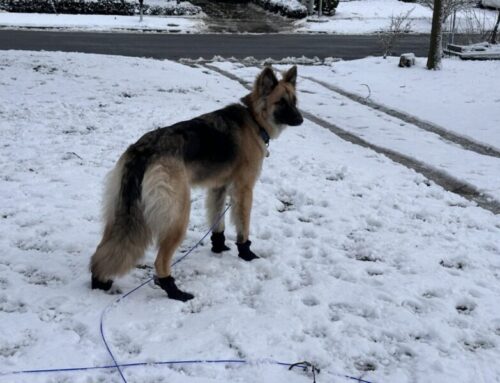 German Shepherd loves his snow boots!