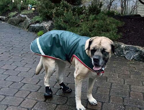 English Mastiff Wears Boots On Back Paws