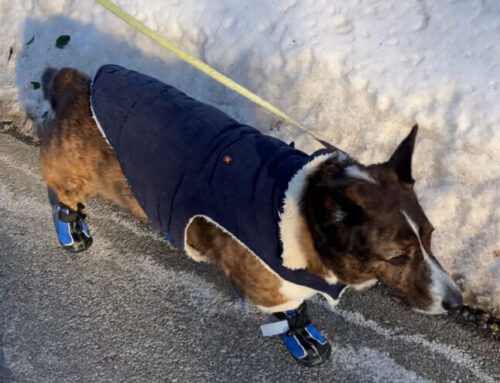 A Corgi “Paws Up” Vote for Zipz Snow Boots!